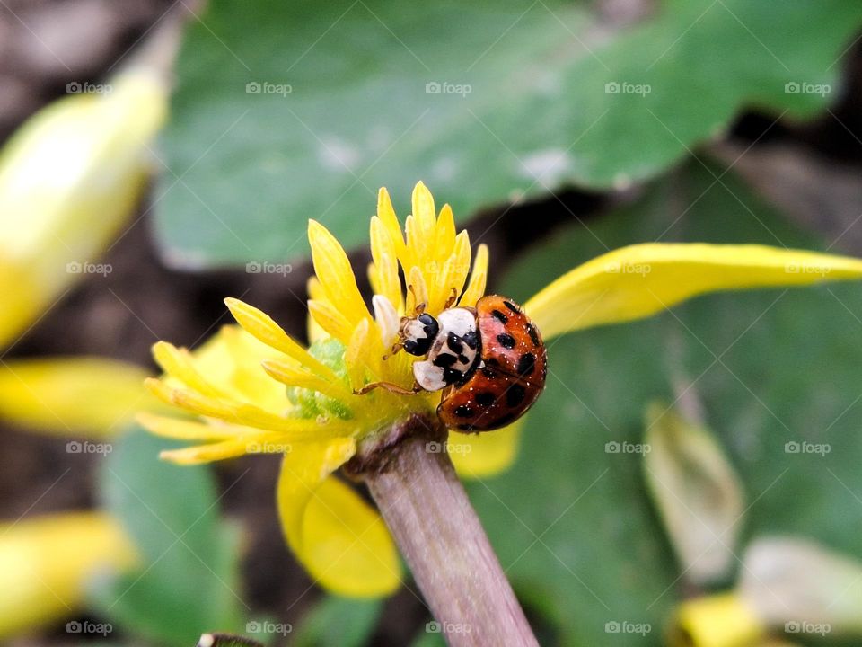 photo of a red beetle with a black spot, namely a ladybug sitting on a yellow flower