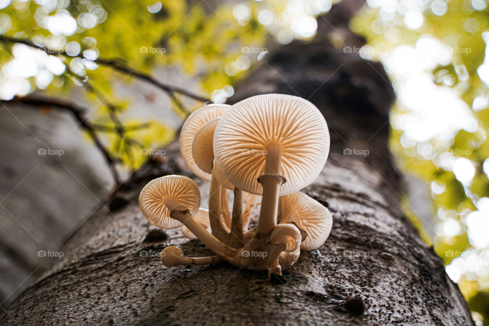 Tree fungi