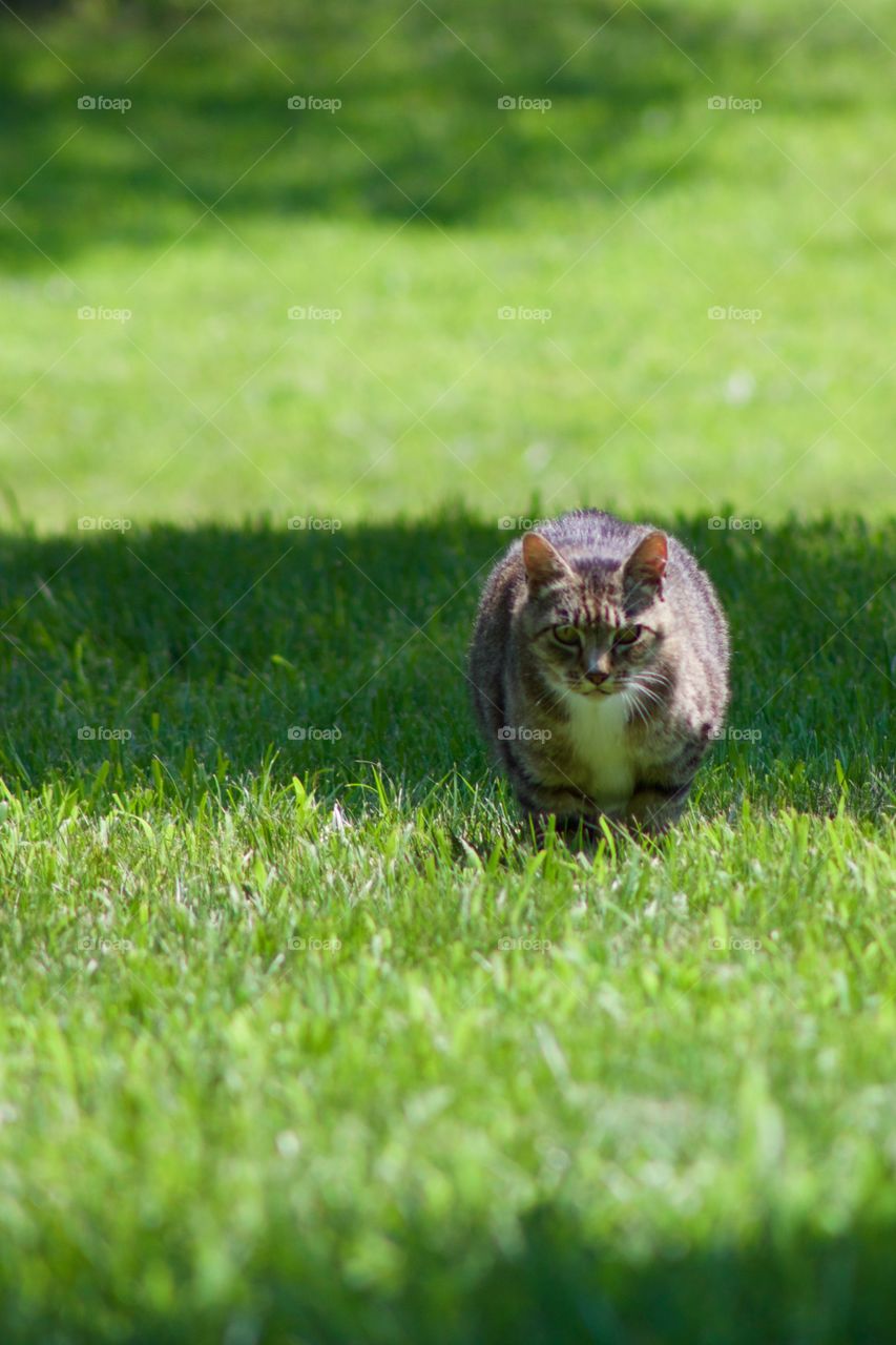 Cats of the USA!