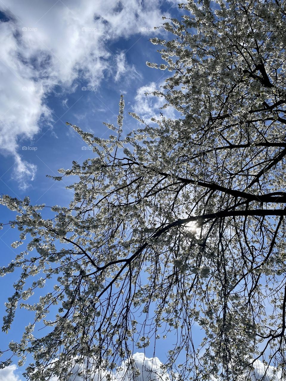 Spring blossom on a beautiful Spring morning in Cambridgeshire, UK. Blue sky on Easter Monday