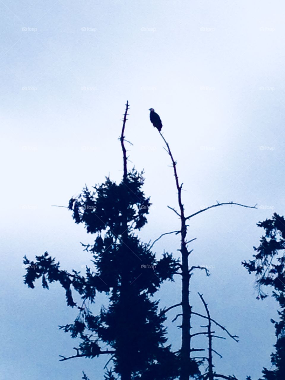 Bird on top of a Tree