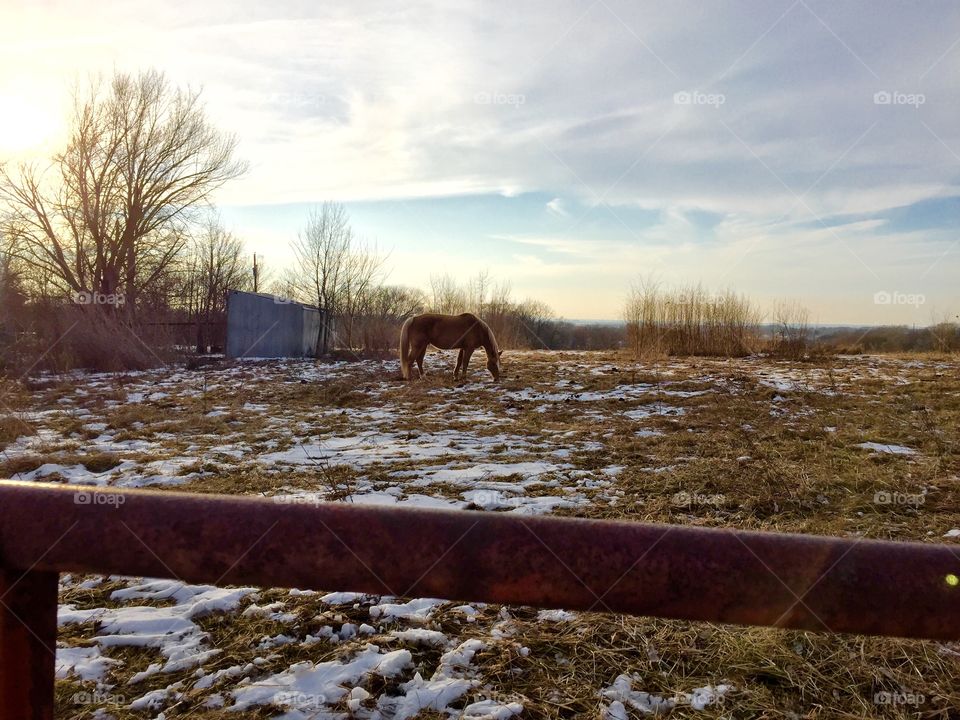 Horse in field with some snow. 