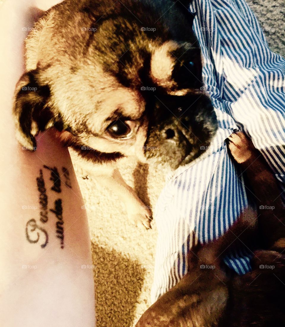 Puppy eyes and arm tattoo