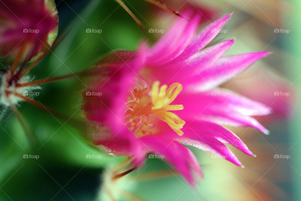 CLOSE UP OF PINK CACTUS FLOWER