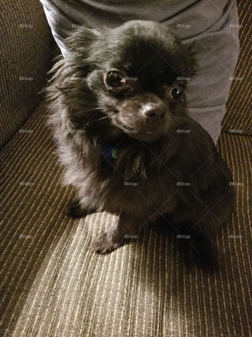 small Chihuahua black fluffy