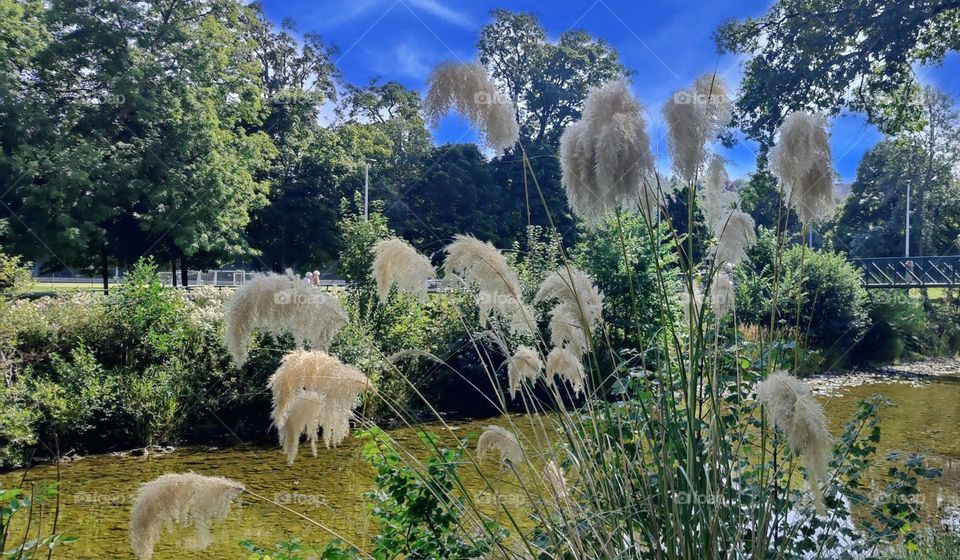 Pampas Grass