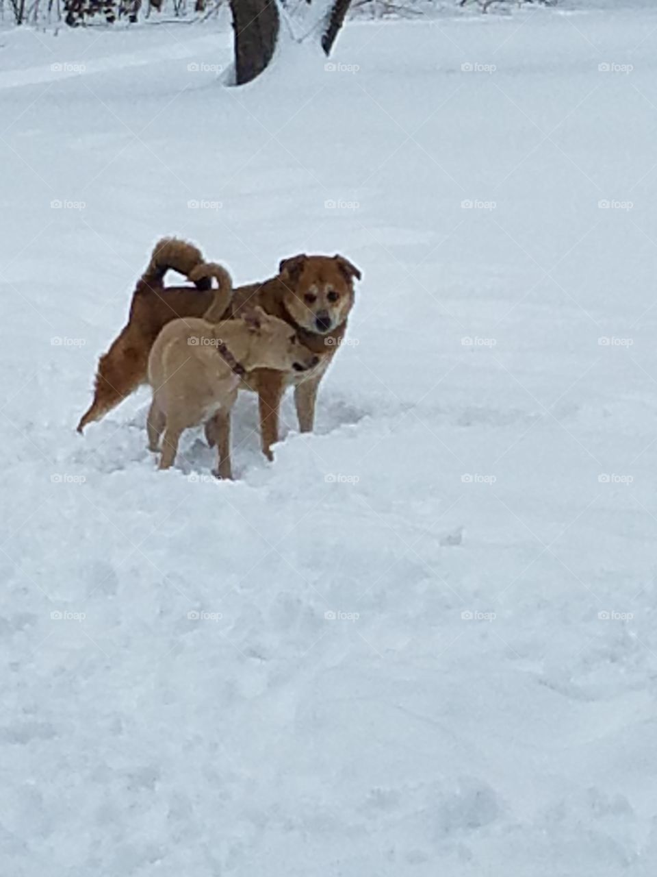 Zoey and No, dogs in the snow