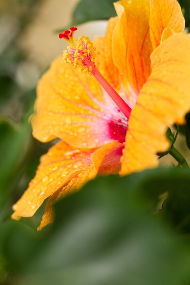 Yellow Hibiscus