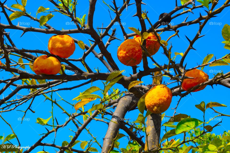 Orange Tree