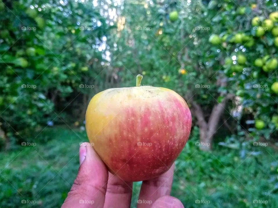 apple