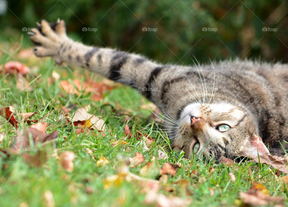 Tabby cat in the grass photo taken at ground level