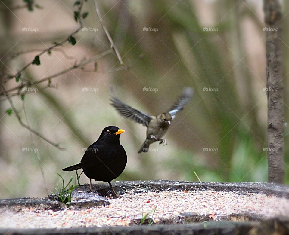 Blackbird with chaffinch in foreground about to land