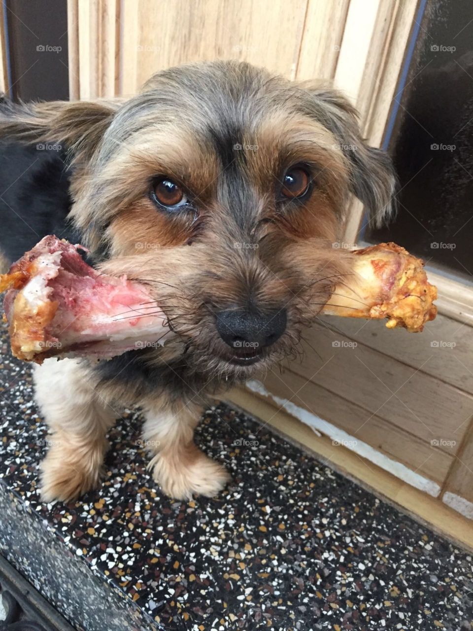 Little Dog with Bone