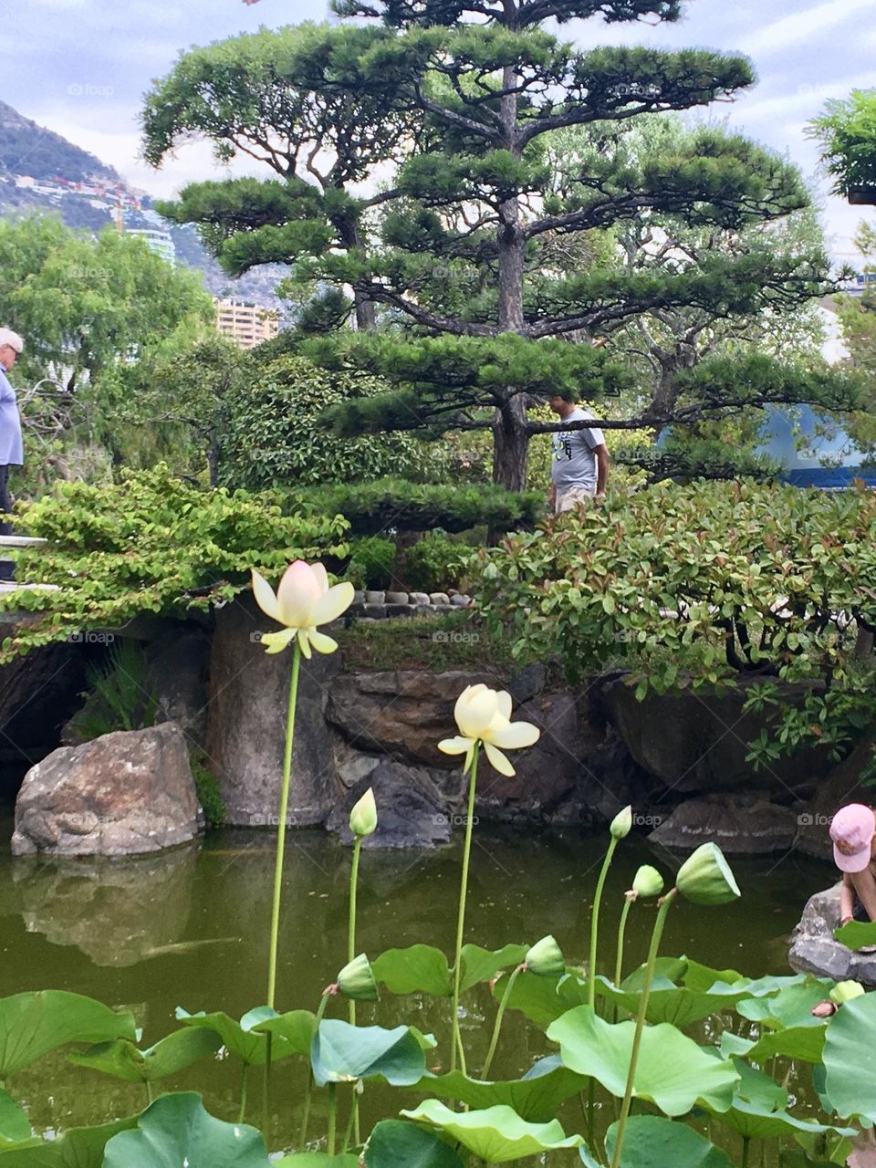 Lotus flowers in Japanese garden
