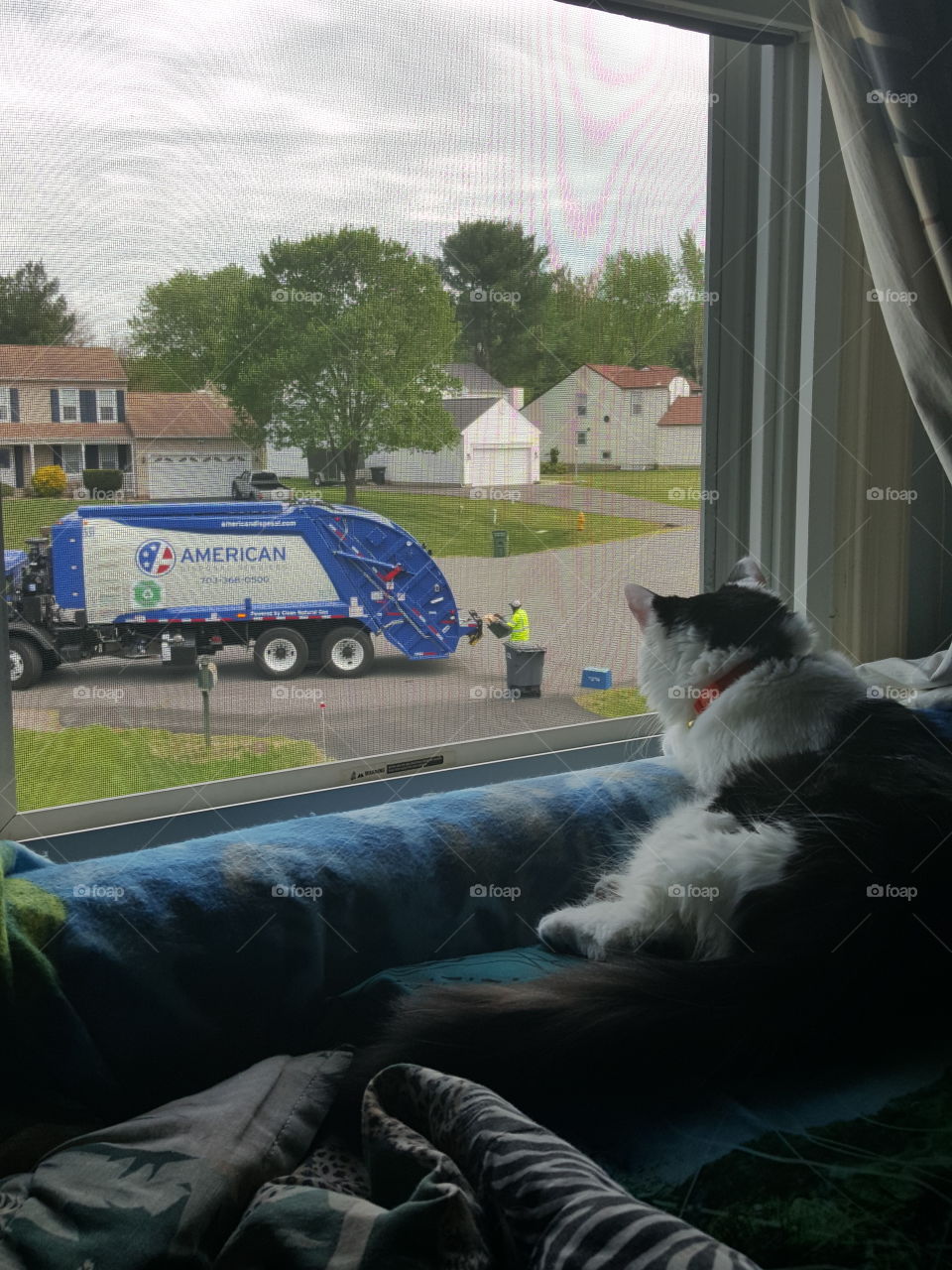 Cat looking at the garbage truck