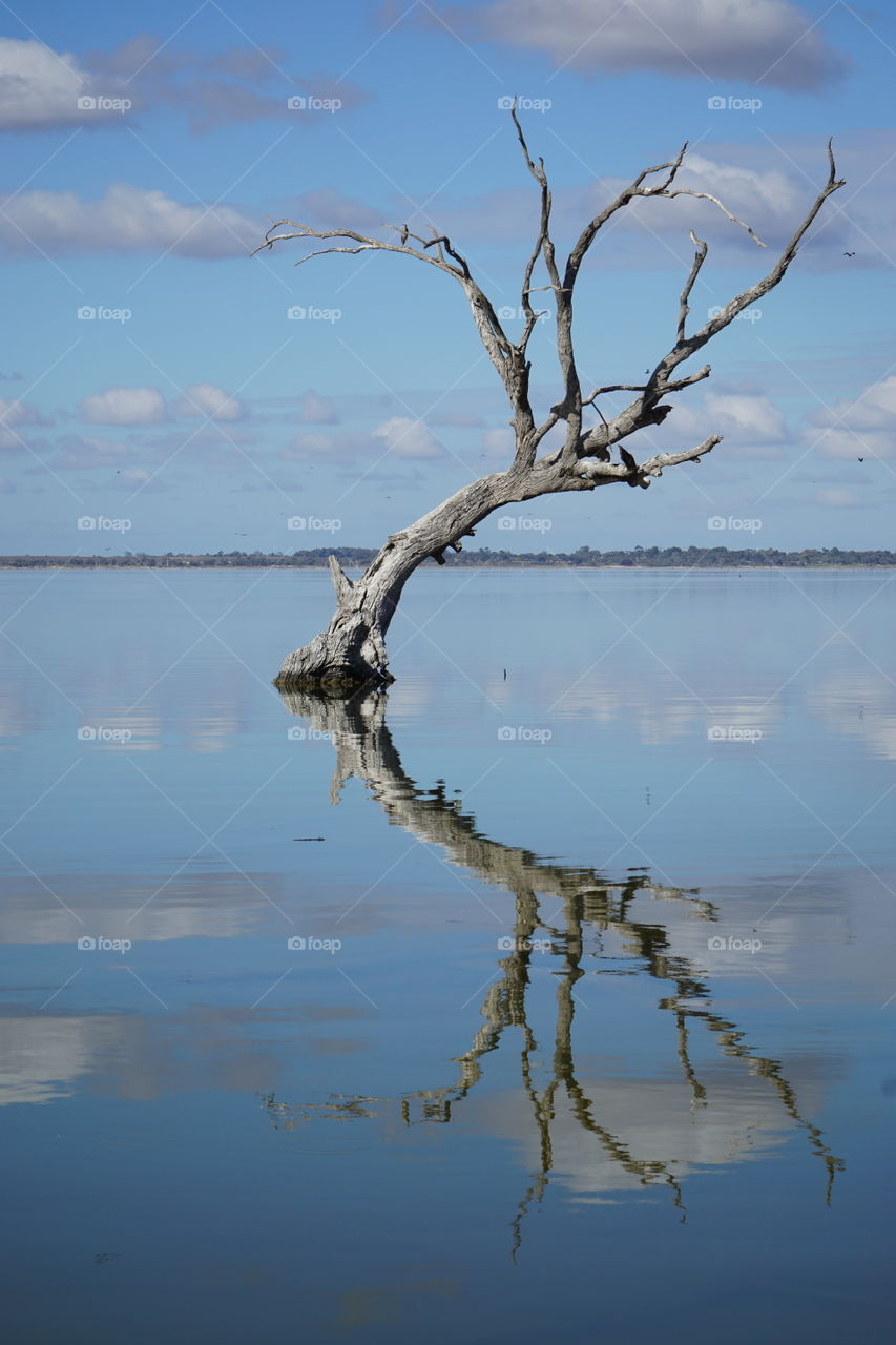 Dead tree mirror reflection in a lake