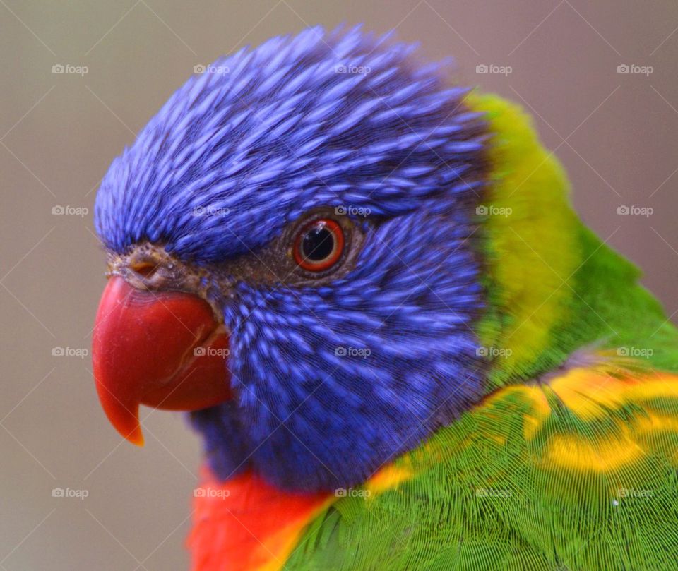 Rainbow Lorikeet