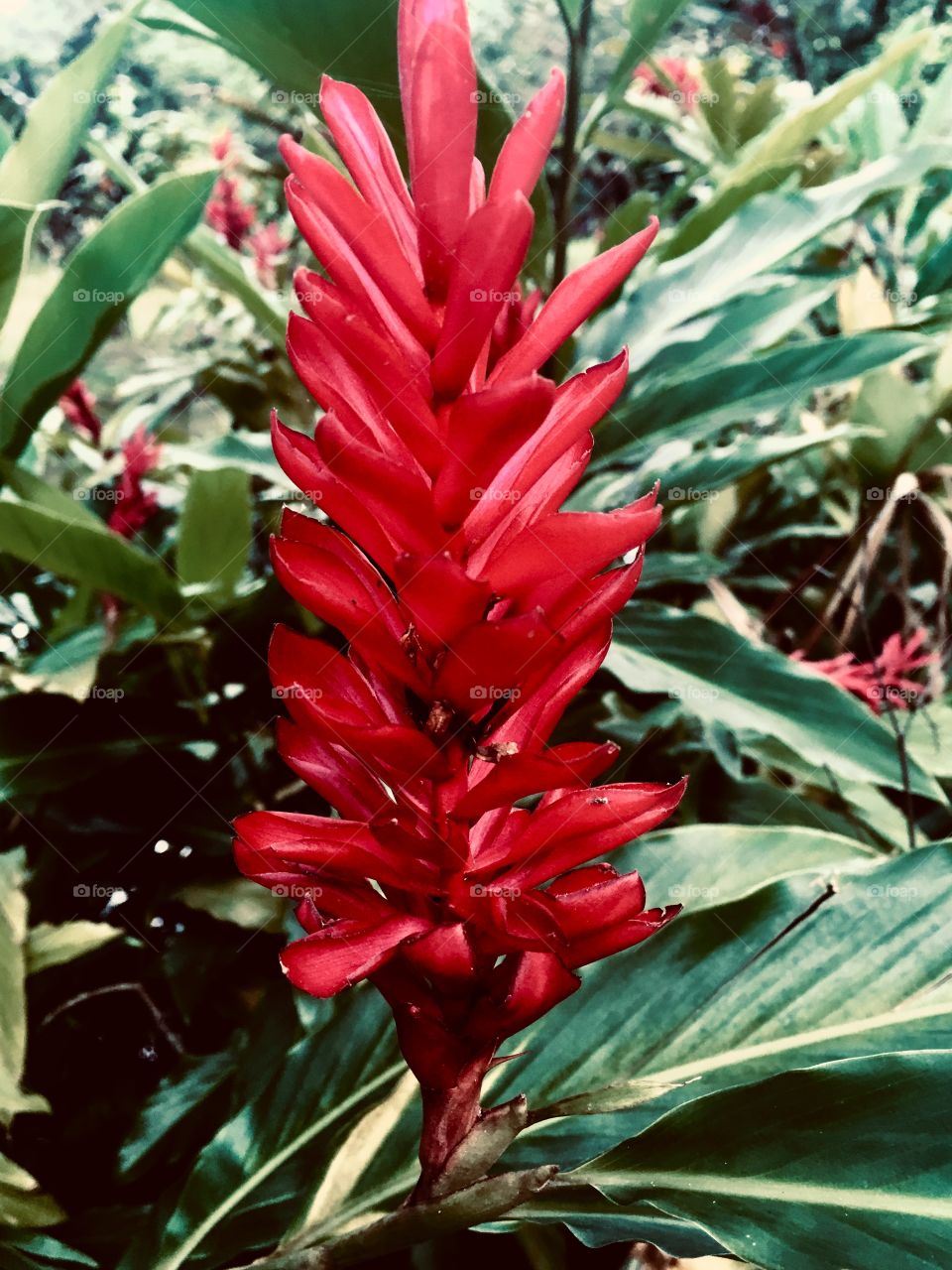 Flores maravilhosas de um país tropical - cultivadas com muito carinho, mostrando-nos sua beleza. 