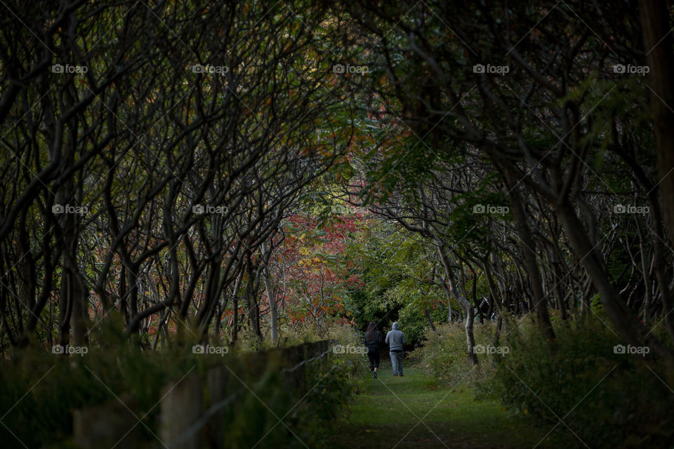 Garden pathway