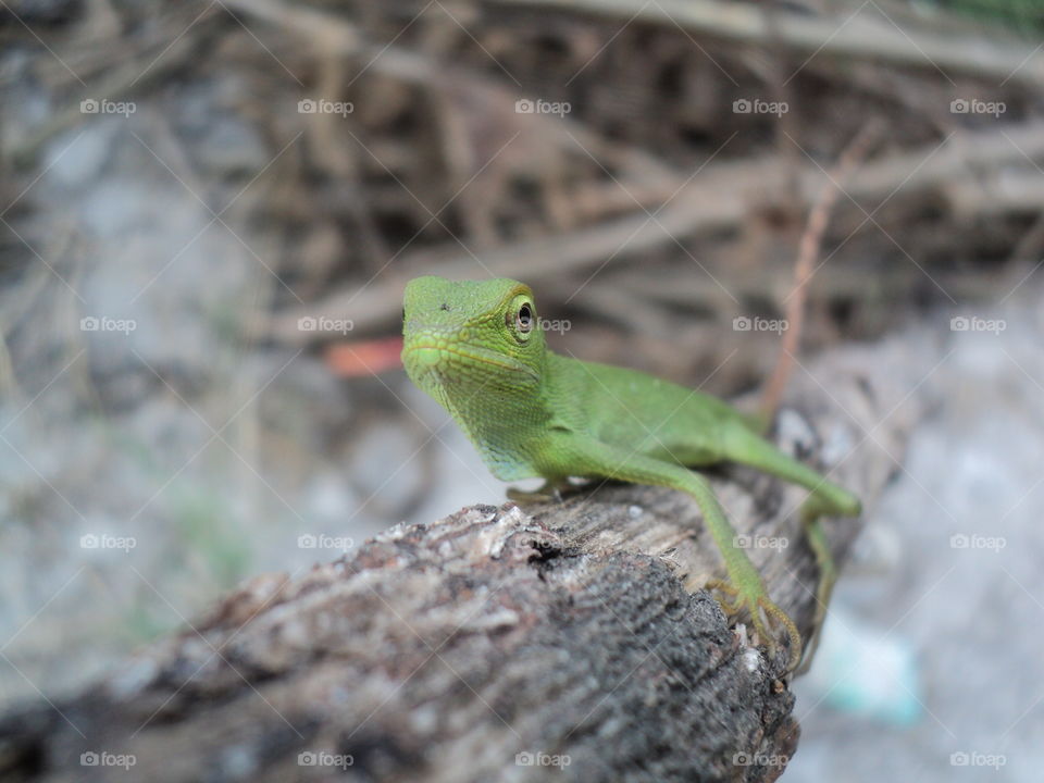 chameleon on dry wood