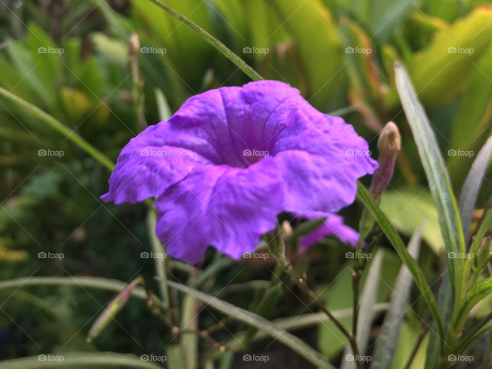 Morning light on the purple flower