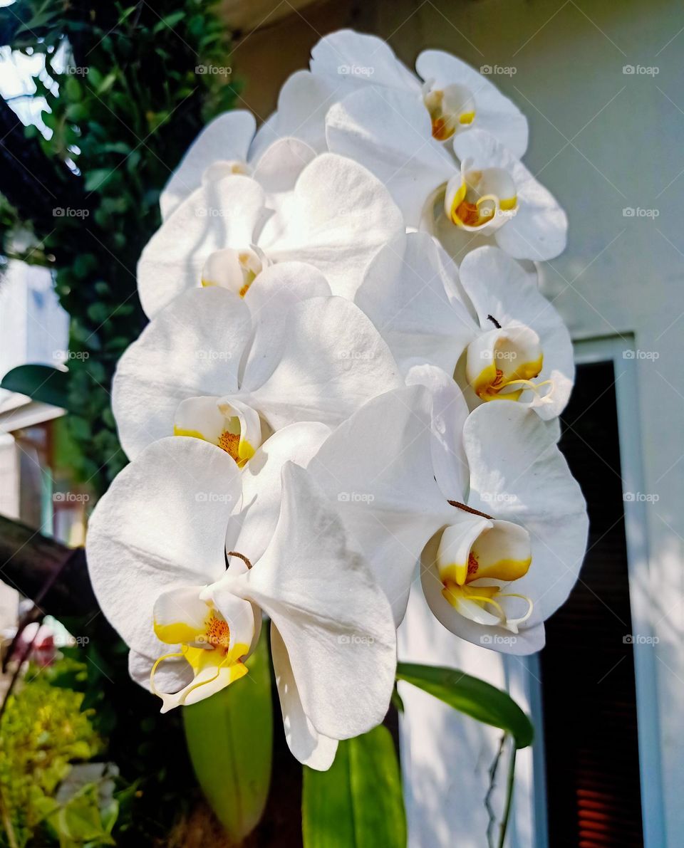 blooming Orchid flower