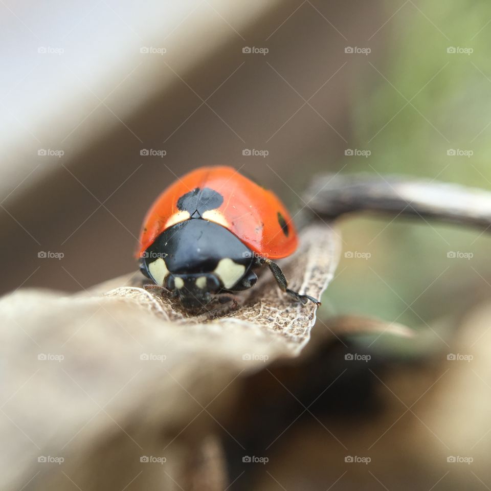 Ladybug on dry leaf