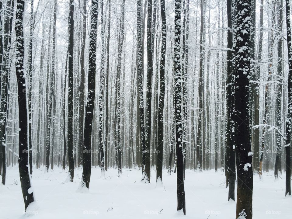 View of trees in forest during winter