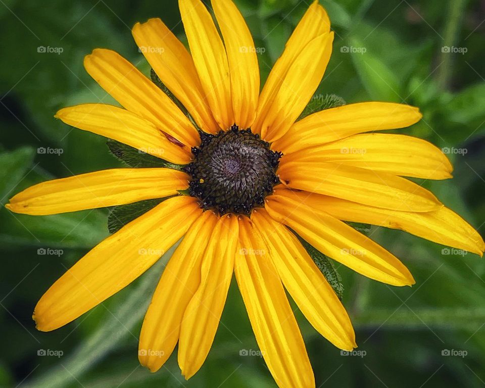 Yellow black eyed susan in my garden 