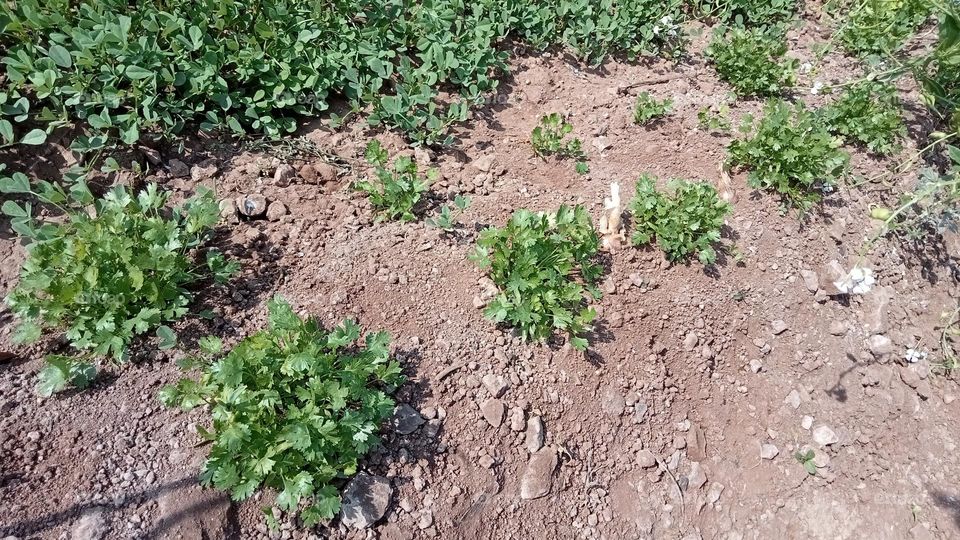 Coriander plants