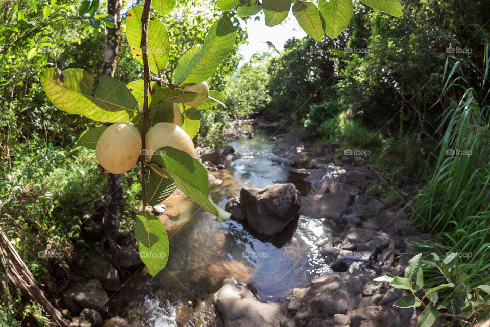 Yellow guavas on a tree above a river