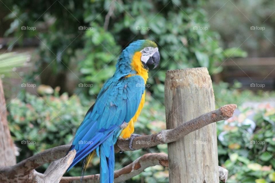 Blue macaw “Polly wanna cracker”