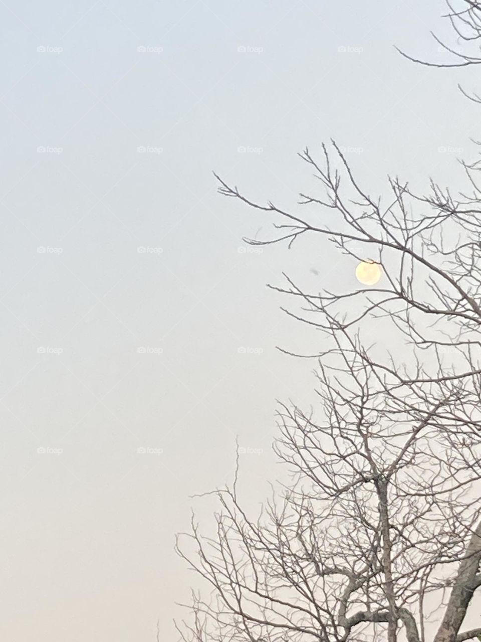 Céu cinza com galhos de árvore seca. Entre os galhos está a lua bem fraco, prestes a desaparecer. Foto feita ao amanhecer.