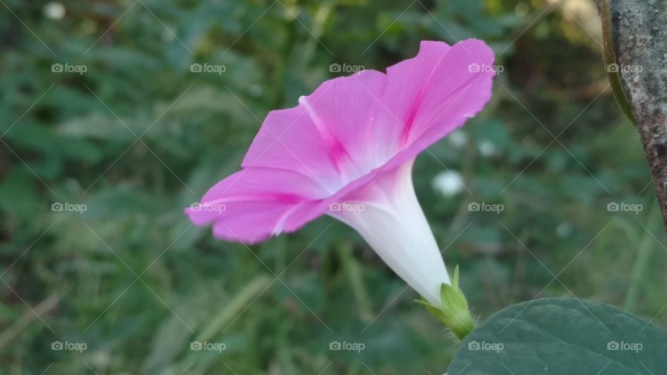 Nature, Flower, Flora, Leaf, Summer