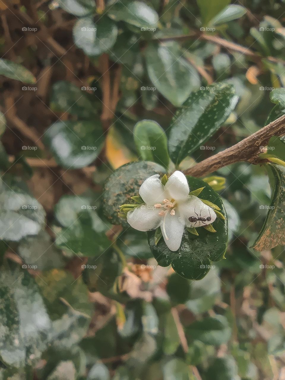 A macro photo of a Jasmine flower with a black ant