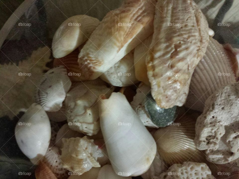 Seashells