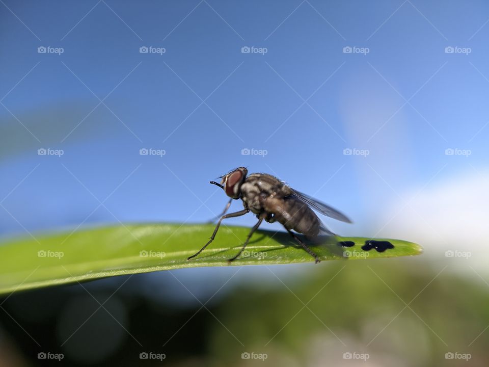 Indian fly