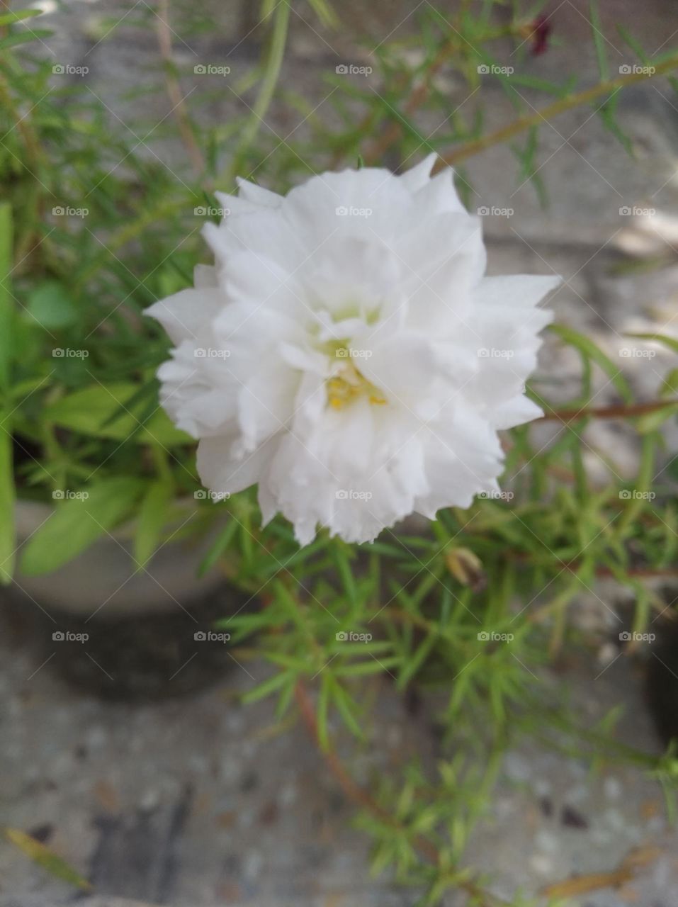 white flower seasonal fresh shurb small size looks very beautiful generally found everywhere