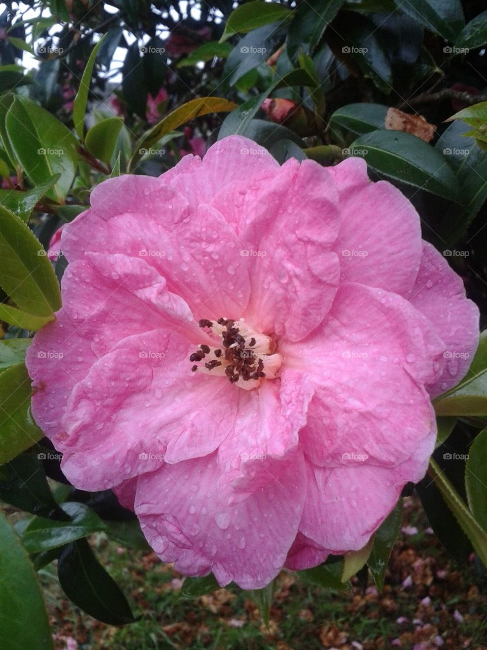 flower in the rain