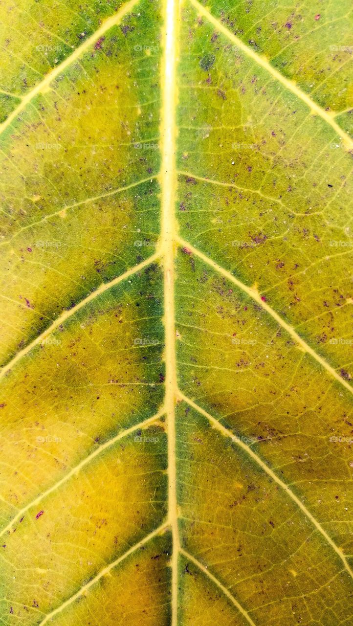 leaf