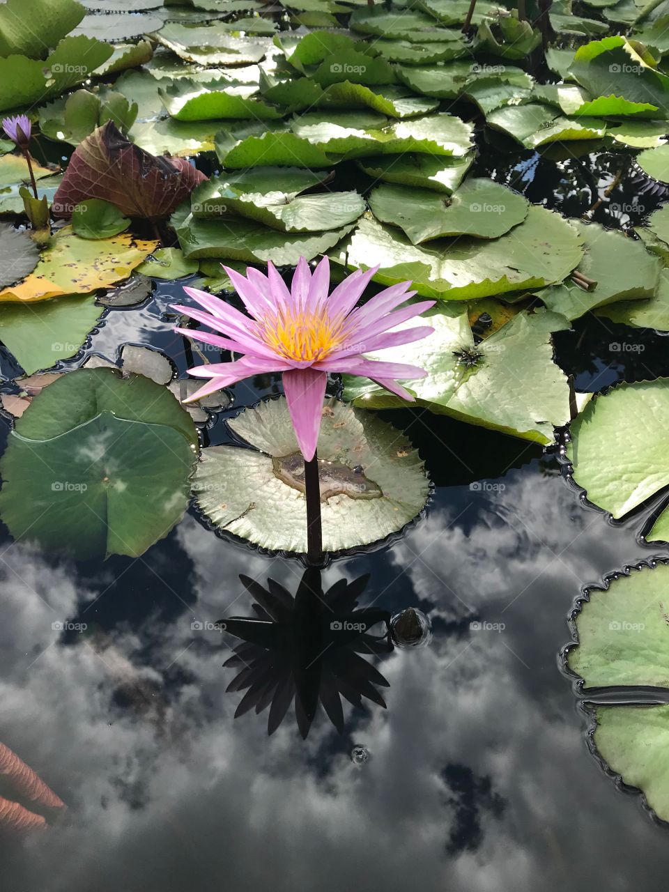 Blooming to freshing people