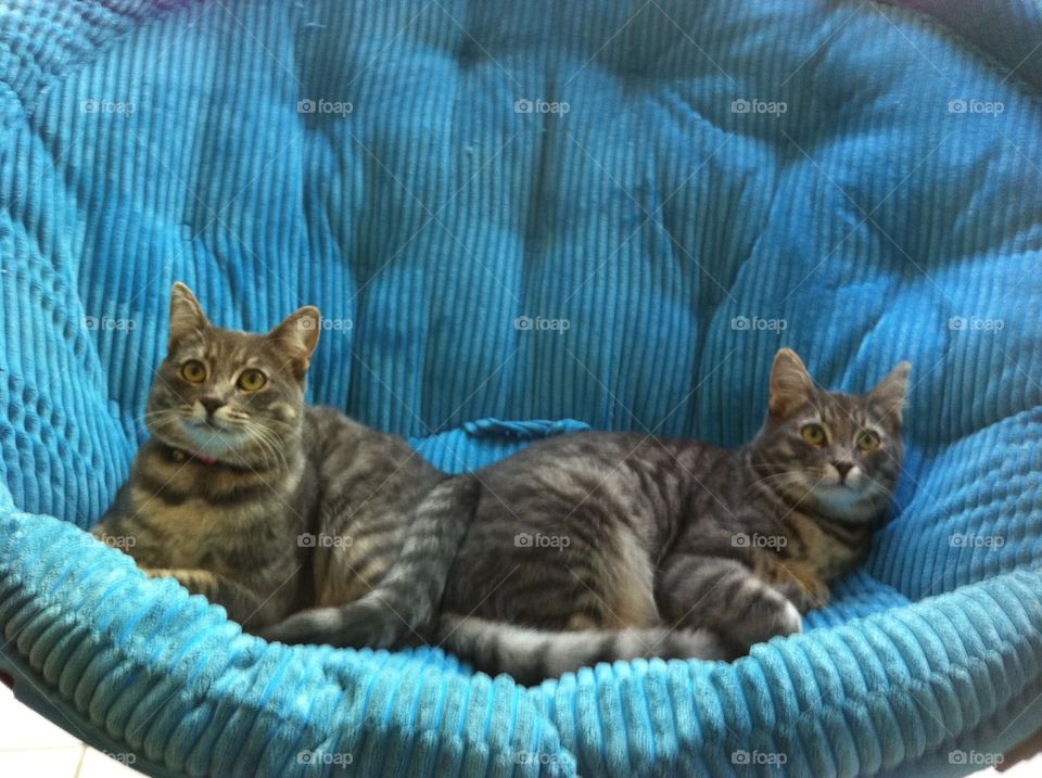 Kitten twins 