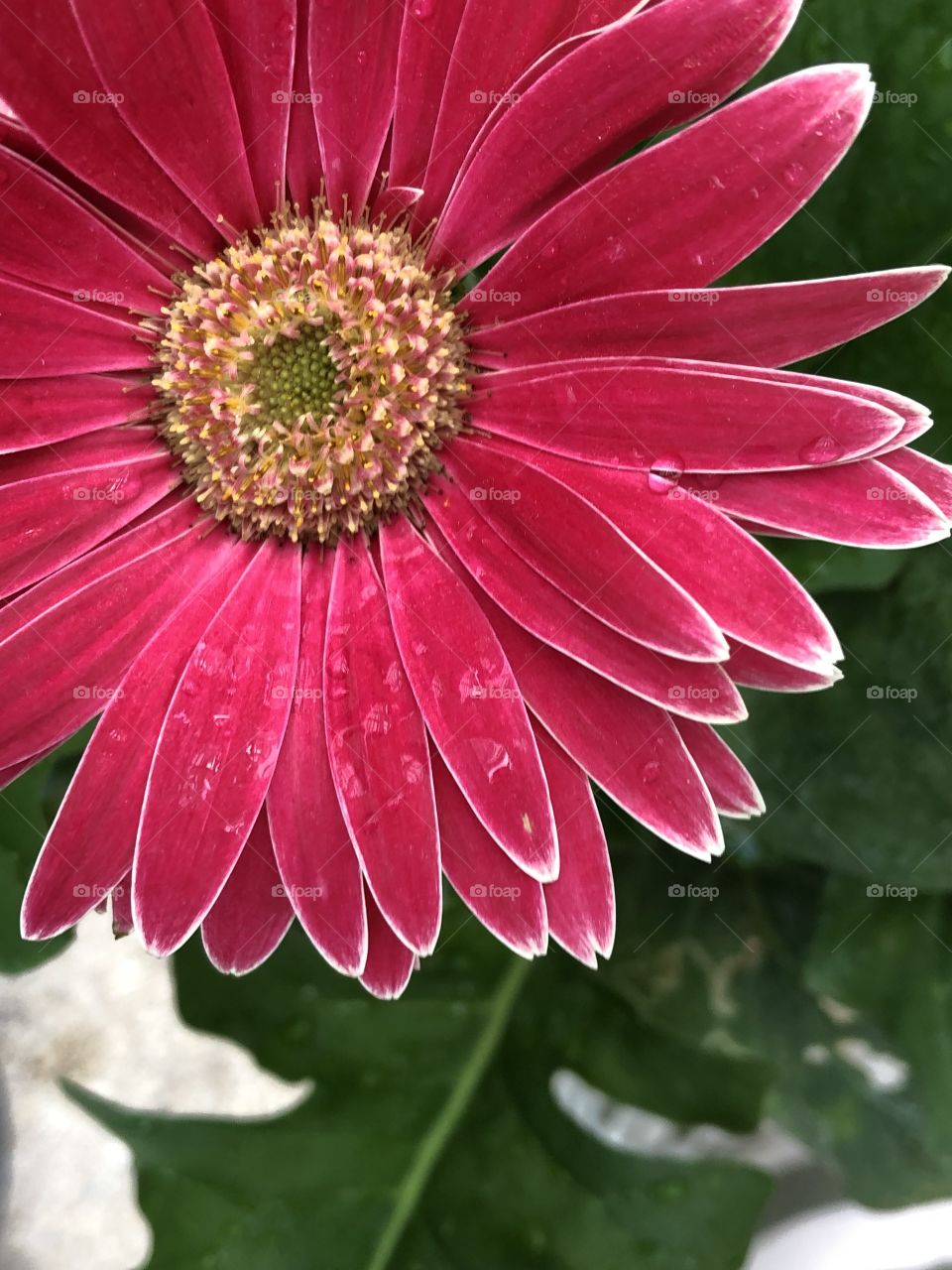 Gerber Daisy 