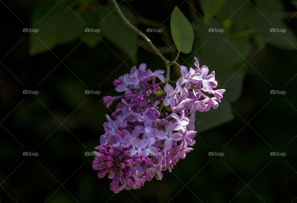 Lilac flower on the branch, close up