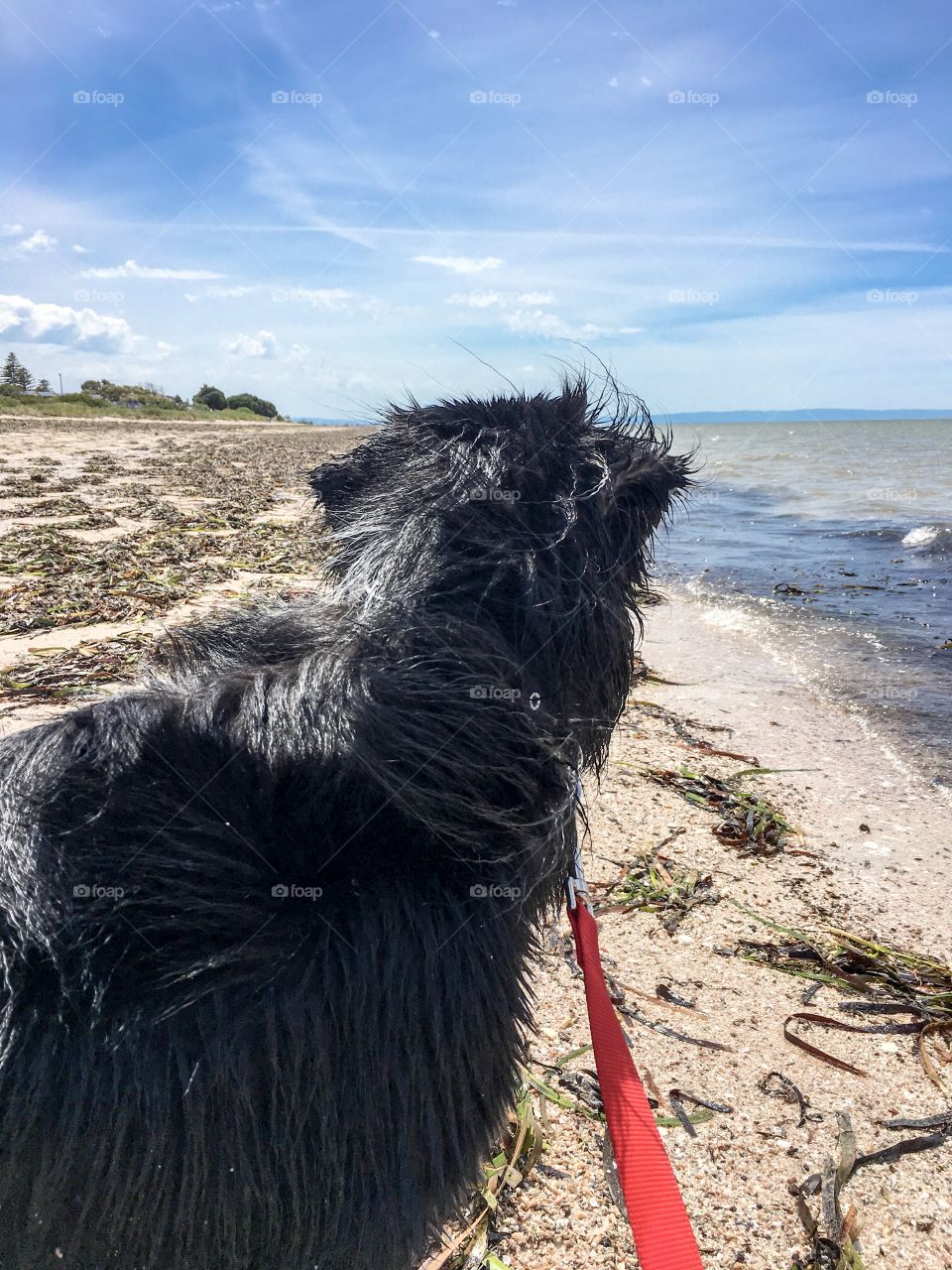 Walking a border collie sheepdog along the coastline beach