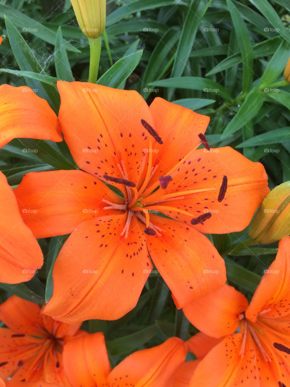 Tiger lily bloom in Ohio 2016