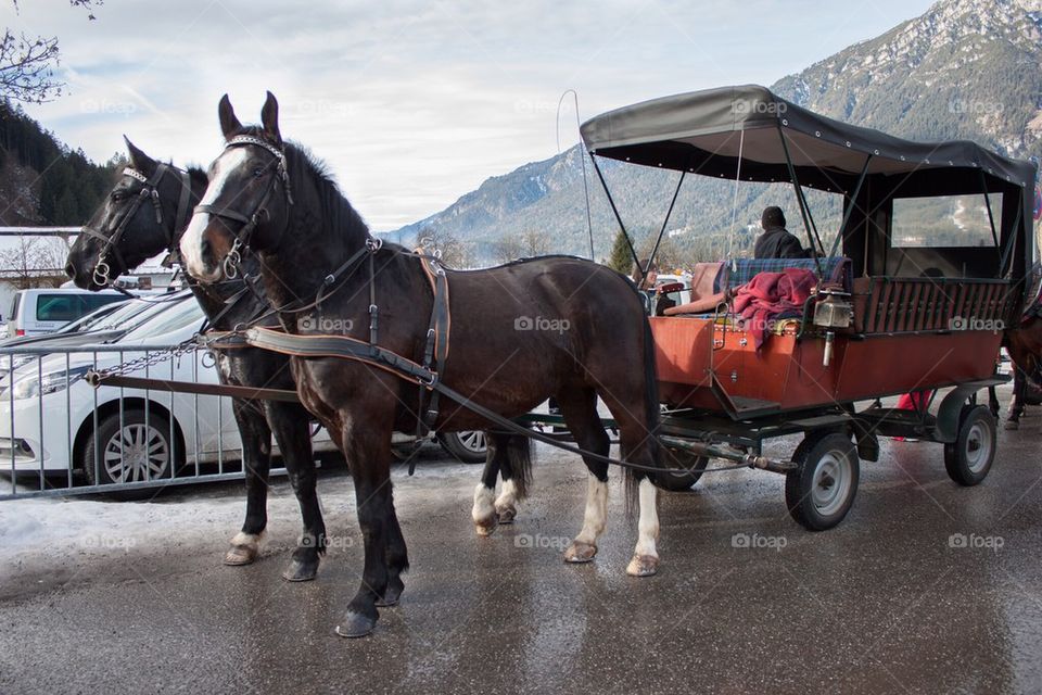 Horse and carriage