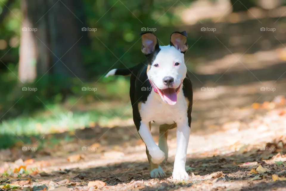 Puppy Run