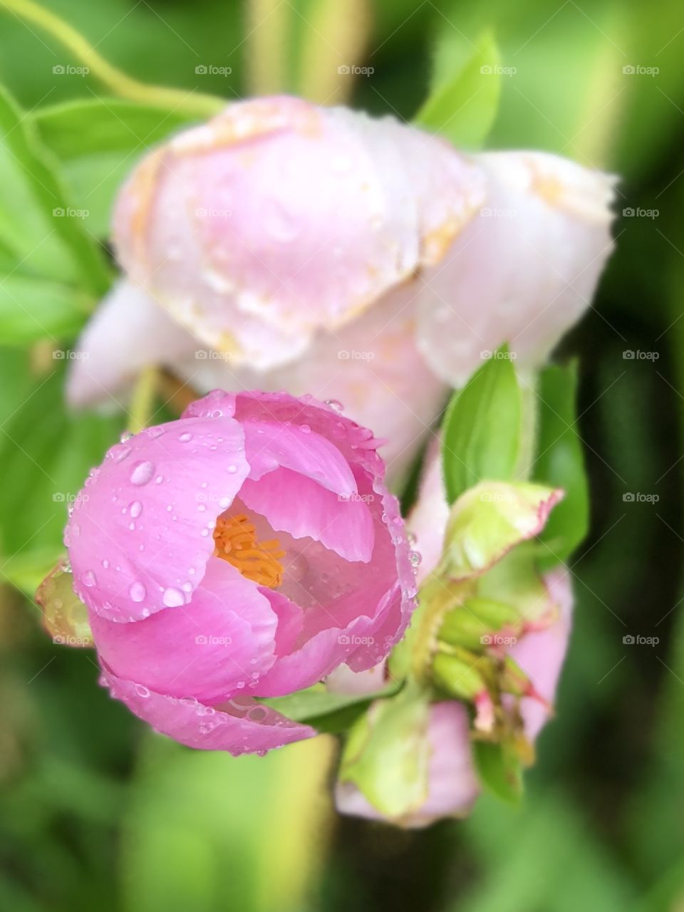 Rain coated peonies