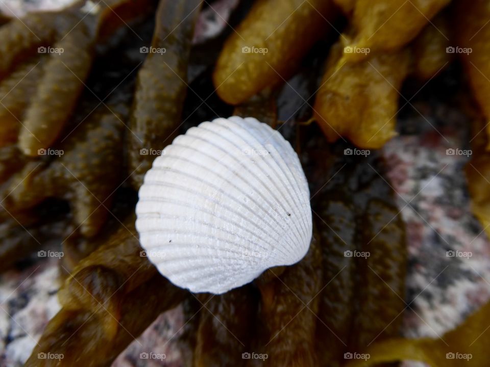 White Shell 